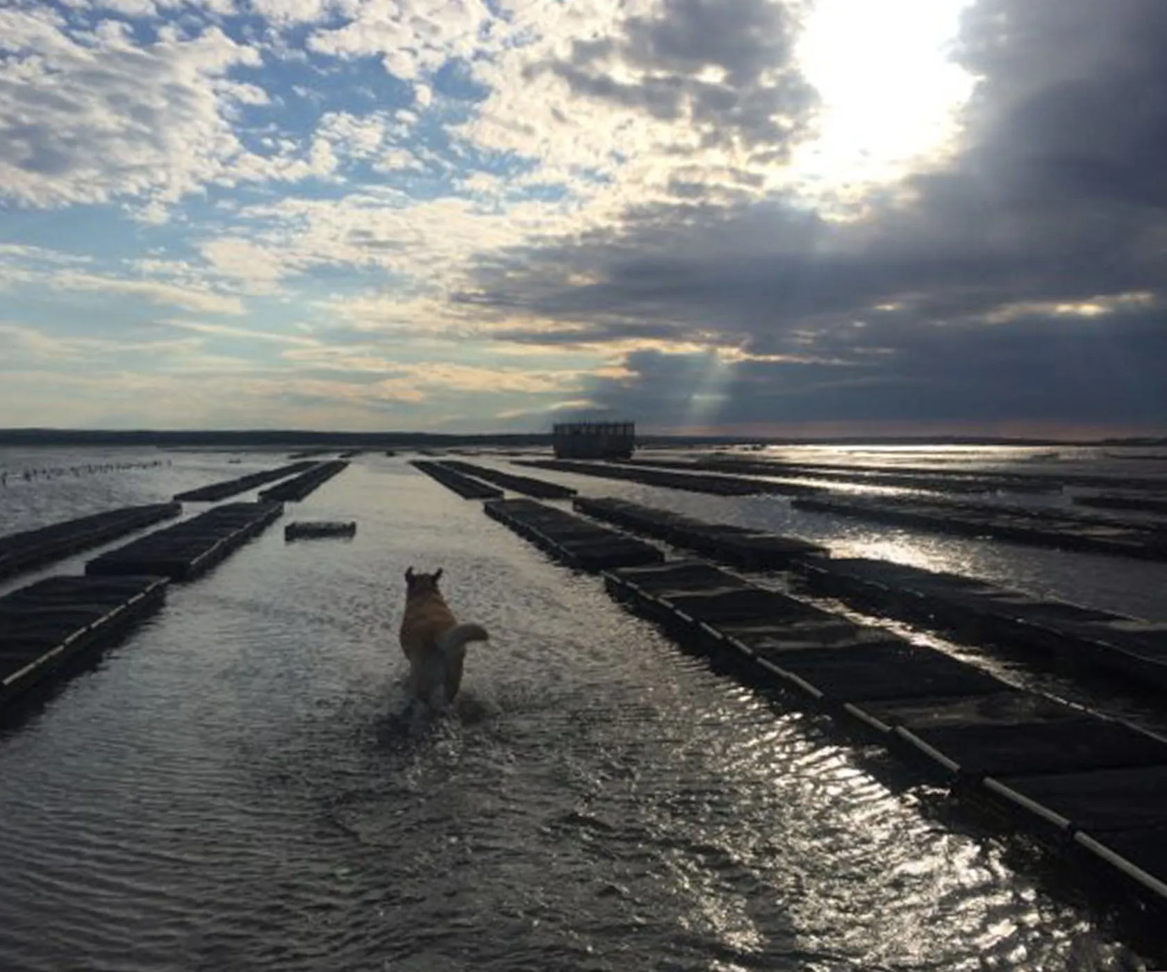 Spring Creek Oysters from Barnstable, MA