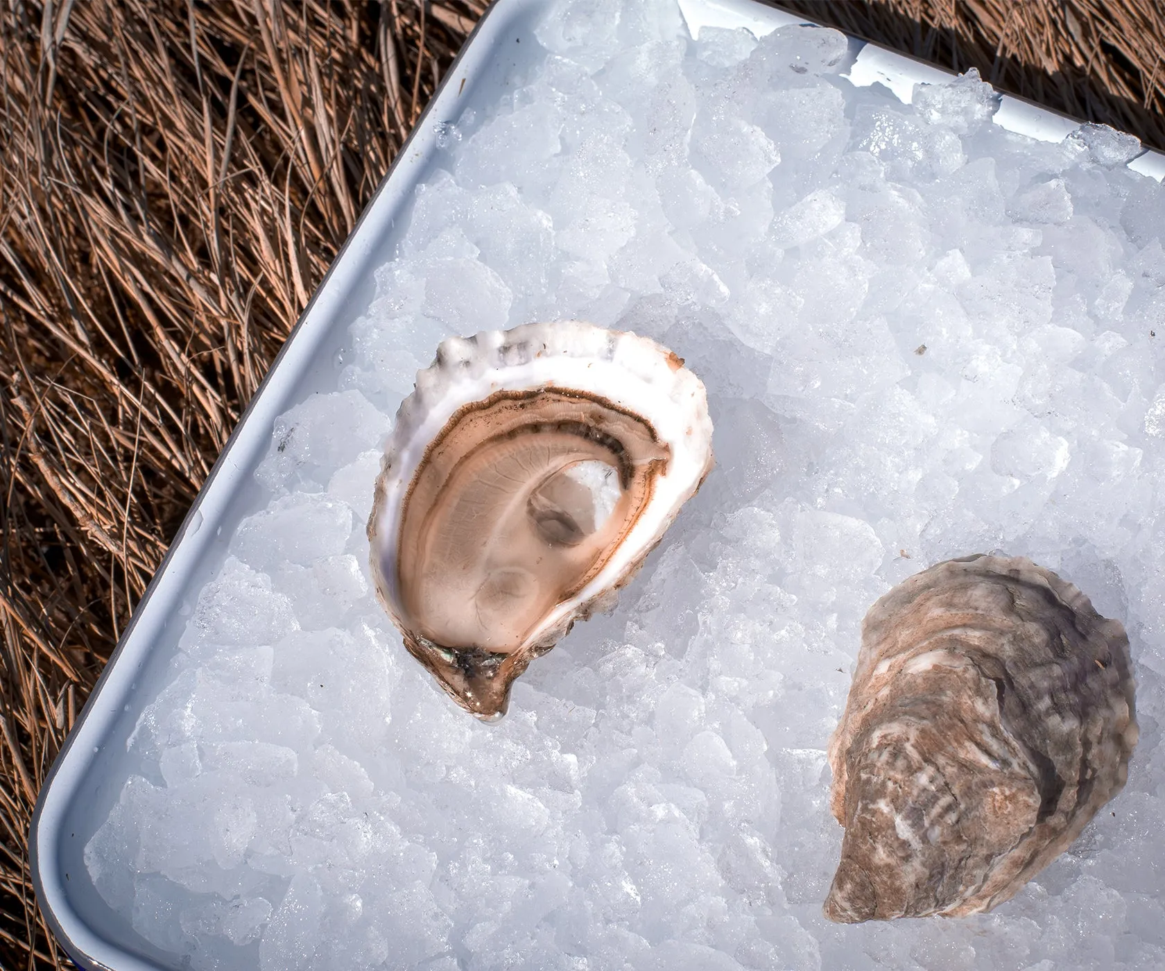 Spring Creek Oysters from Barnstable, MA