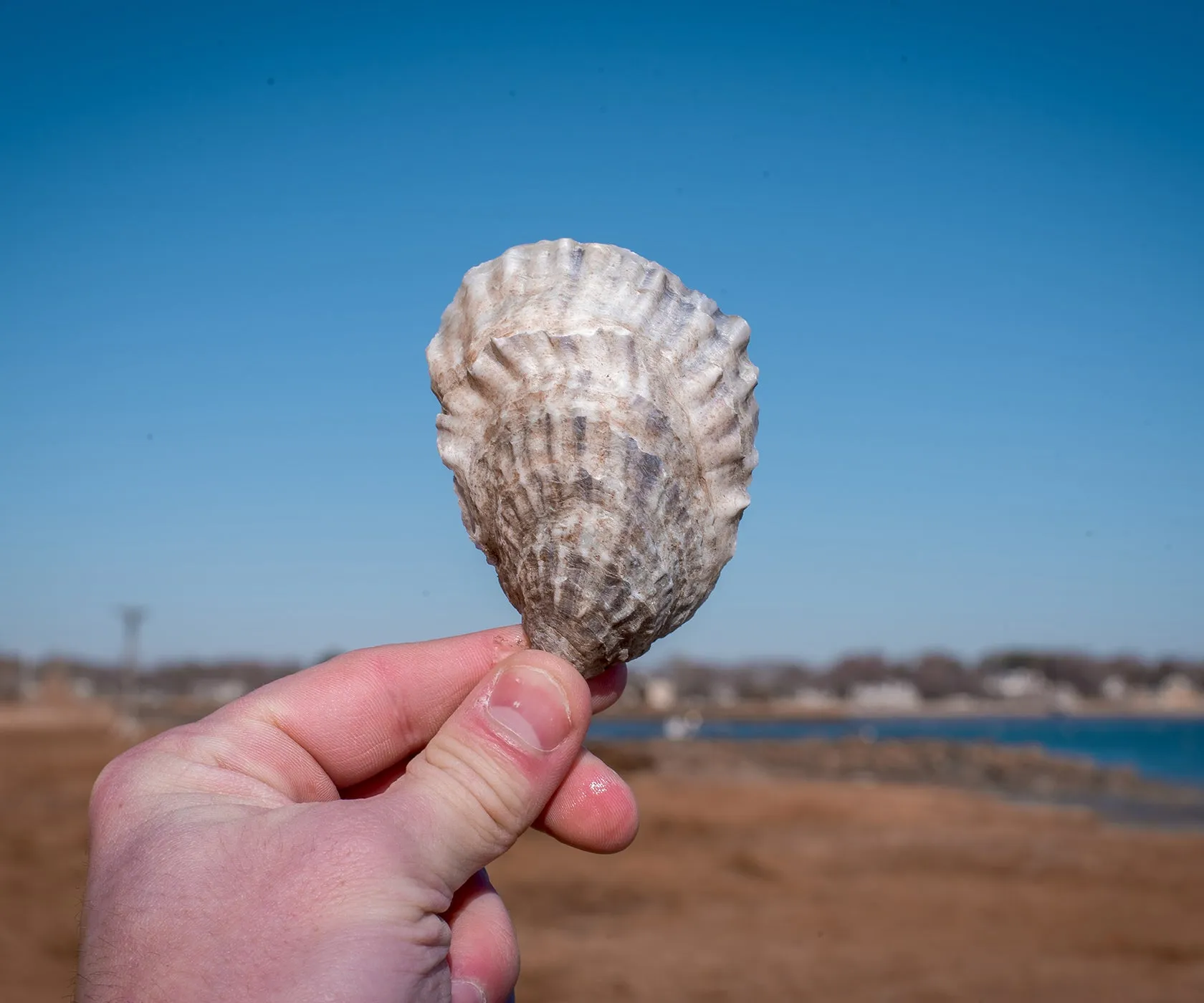 Spring Creek Oysters from Barnstable, MA